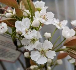 Nashi Hakko Pyrus Pyrifolia `Hakko´ 10 Nashi Hakko Pyrus Pyrifolia `Hakko´ -Pflanzenladen Hakko Bl te