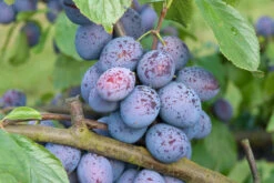 Hanita ® Prunus Domestica `Hanita -Pflanzenladen Hanita3