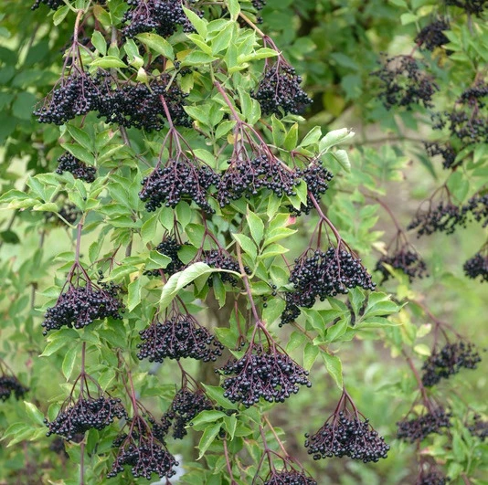 Holunder Haschberg Sambucus Nigra `Haschberg´ 3 Holunder Haschberg Sambucus Nigra `Haschberg´