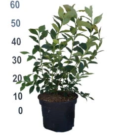 Heidelbeere - Reka Vaccinum Corymbosum `Reka´ 8 Heidelbeere - Reka Vaccinum Corymbosum `Reka´ -Pflanzenladen Heidelbeere reka 2