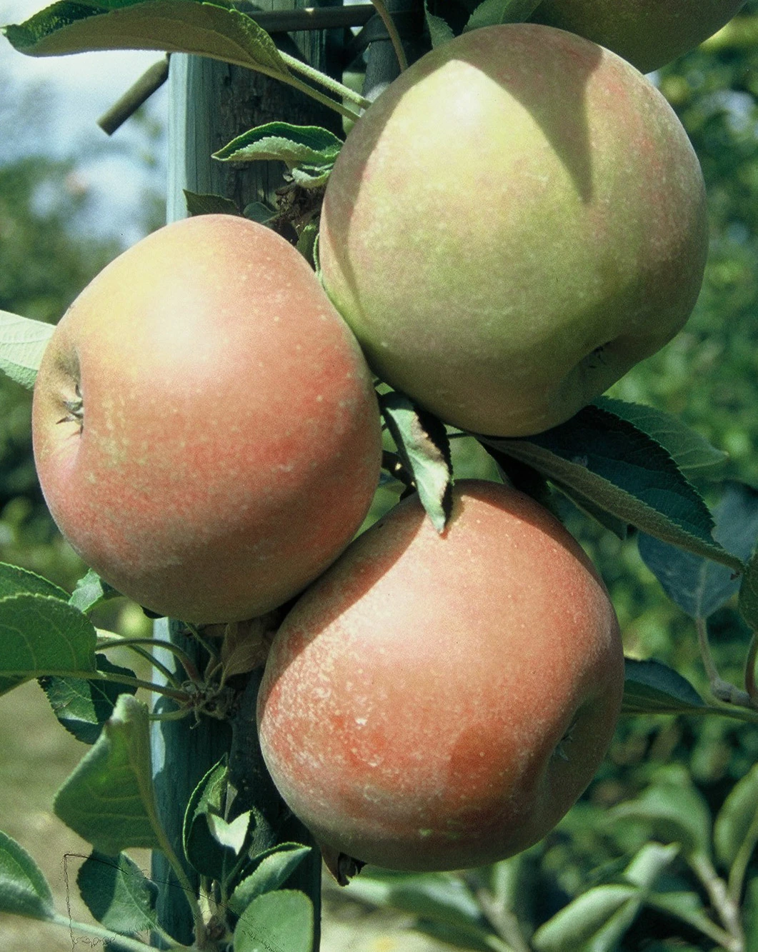 Holsteiner Cox Malus Domestica 4 Holsteiner Cox Malus Domestica – Bild 2