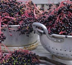 Holunder `Haidegg 17´ Sambucus Nigra `Haidegg17´