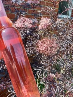 Holunder Black Lace ® Sambucus Nigra `Black Lace´ -Pflanzenladen Holunderbl ten Likor rosa