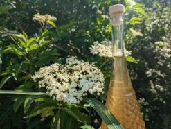 Holunder Haschberg Sambucus Nigra `Haschberg´ 13 Holunder Haschberg Sambucus Nigra `Haschberg´ -Pflanzenladen Holunderbl tenlik r weiss