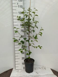 Chinesische Quitte / Holzquitte Pseudocydonia Sinensis 13 Chinesische Quitte / Holzquitte Pseudocydonia Sinensis -Pflanzenladen Holzquitte