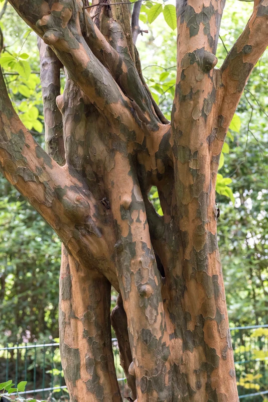 Chinesische Quitte / Holzquitte Pseudocydonia Sinensis 4 Chinesische Quitte / Holzquitte Pseudocydonia Sinensis – Bild 2