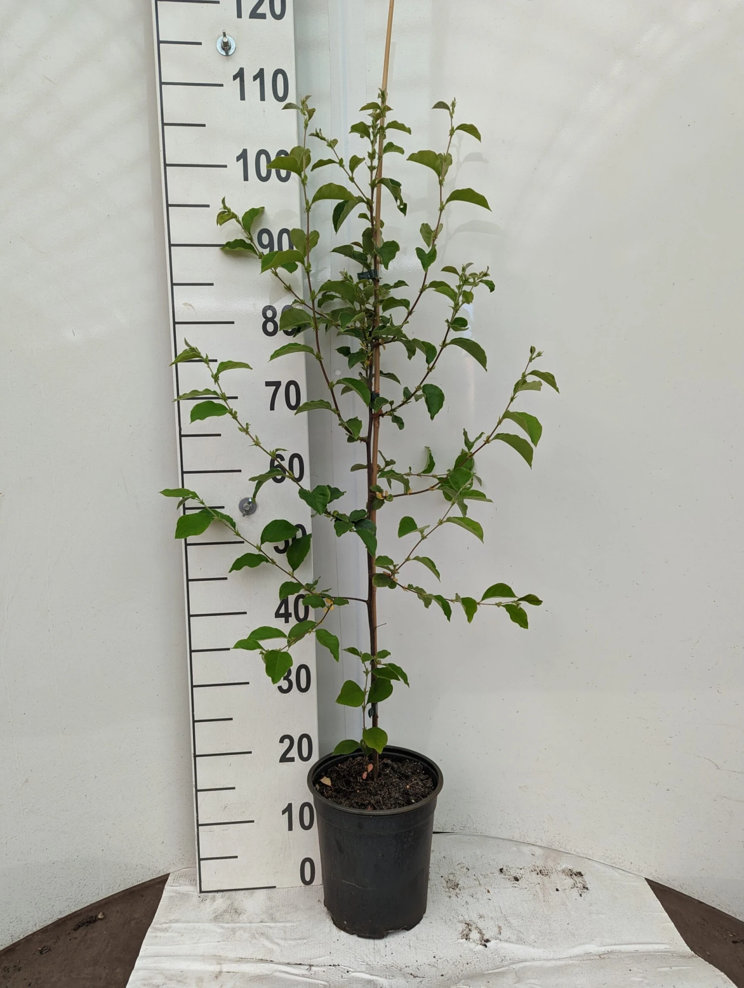 Chinesische Quitte / Holzquitte Pseudocydonia Sinensis 8 Chinesische Quitte / Holzquitte Pseudocydonia Sinensis – Bild 6