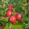 Idared Malus Domestica `Idared´ 2 Idared Malus Domestica `Idared´ -Pflanzenladen Idared 2