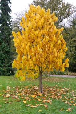 Veredelte Indianerbanane (Paw Paw) `Halvin´ Asimina Triloba `Wells´ -Pflanzenladen Indianerbanane BaumZNmr9aLFYFpCn