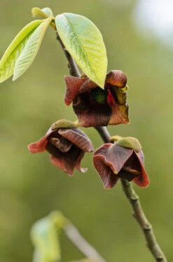 Veredelte Indianerbanane `Prolific´ Asimina Triloba `Profilic´ 11 Veredelte Indianerbanane `Prolific´ Asimina Triloba `Profilic´ -Pflanzenladen Indianerbanane Bl te38ckrvBAuq2Bo
