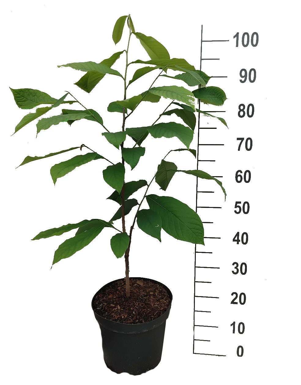 Veredelte Indianerbanane `Mango´ Asimina Triloba `Mango´ 4 Veredelte Indianerbanane `Mango´ Asimina Triloba `Mango´ – Bild 2