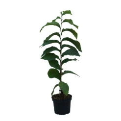 Indianerbanane (Paw Paw) Asimina Triloba -Pflanzenladen Indianerbanane weiss