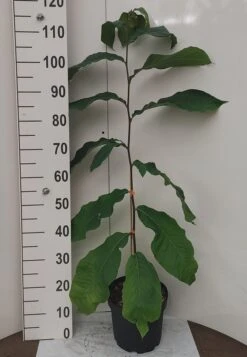 Veredelte Indianerbanane `NC1´ Asimina Triloba `NC1´ 9 Veredelte Indianerbanane `NC1´ Asimina Triloba `NC1´ -Pflanzenladen Indianerbanane weissUURtI4poHnJw6