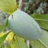 Veredelte Indianerbanane `Allegheny´® Peterson Pawpaws® Asimina Triloba `Allegheny´ 1 Veredelte Indianerbanane `Allegheny´® Peterson Pawpaws® Asimina Triloba `Allegheny´ -Pflanzenladen Indianerbanane1