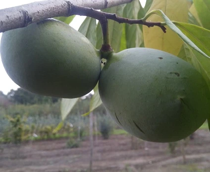 Veredelte Indianerbanane (Paw Paw) `Shenandoah®´ Asimina Triloba `Shenandoah´ 3 Veredelte Indianerbanane (Paw Paw) `Shenandoah®´ Asimina Triloba `Shenandoah´