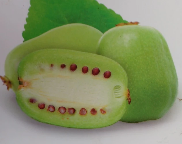 Bayern-Kiwi `Issai´ (selbstfruchtbar) Actinidia Arguta `Issai´ 4 Bayern-Kiwi `Issai´ (selbstfruchtbar) Actinidia Arguta `Issai´ – Bild 2