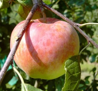 Jamba Malus Domestica `Jamba´ 3 Jamba Malus Domestica `Jamba´