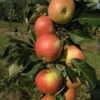 Säulenapfel `James Grieve Super Compact ®´ Malus Domestica `James Grieve Super Compact´ 2 Säulenapfel `James Grieve Super Compact ®´ Malus Domestica `James Grieve Super Compact´ -Pflanzenladen James Grieve Super Compact