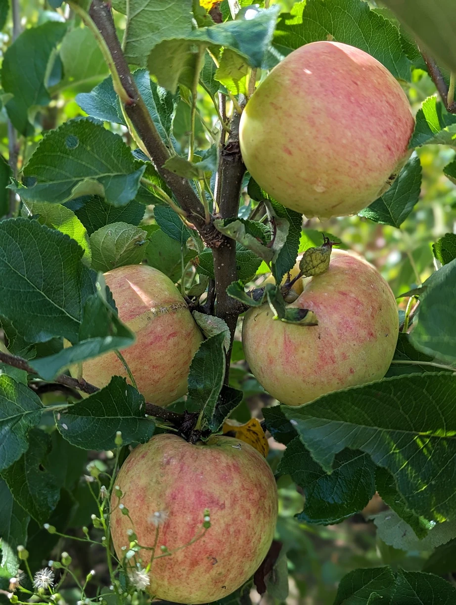 James Grieve Malus Domestica 4 James Grieve Malus Domestica – Bild 2