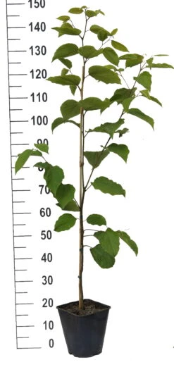 Japanischer Rosinenbaum Hovenia Dulcis 6 Japanischer Rosinenbaum Hovenia Dulcis -Pflanzenladen Japanischer rosinenbaum weiss