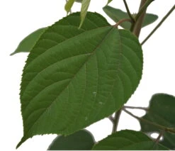 Japanischer Rosinenbaum Hovenia Dulcis 5 Japanischer Rosinenbaum Hovenia Dulcis -Pflanzenladen Japapnischer Rosinenbaum1