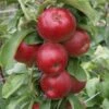 Säulenapfel Jarle ® Malus Domestica 1 Säulenapfel Jarle ® Malus Domestica -Pflanzenladen Jarle