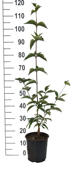 Großfrüchtige Kornelkirsche `Jolico´ Cornus Mas `Jolico´ 9 Großfrüchtige Kornelkirsche `Jolico´ Cornus Mas `Jolico´ -Pflanzenladen Jolico Kornelkirsche weiss