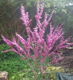 Judasbaum Cercis Siliquastrum -Pflanzenladen Judasbaum