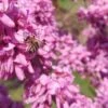 Judasbaum Cercis Siliquastrum -Pflanzenladen Judasbaum mit biene