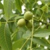 Kompaktwachsende Walnuss `Europa´ Juglans Regia `Europa´ 1 Kompaktwachsende Walnuss `Europa´ Juglans Regia `Europa´ -Pflanzenladen Juglans Europa