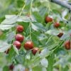 Jujube / Chinesische Dattel / Brustbeere `Li´ Ziziphus Jujuba 2 Jujube / Chinesische Dattel / Brustbeere `Li´ Ziziphus Jujuba -Pflanzenladen Jujube erweiterte Lizenz