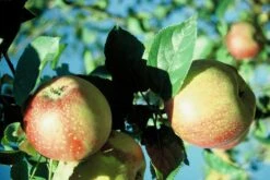 Kaiser Wilhelm Malus Domestica 7 Kaiser Wilhelm Malus Domestica -Pflanzenladen KaiserWilhelm7