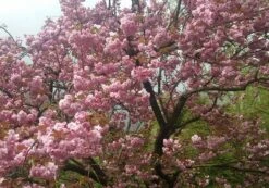 Zierkirsche `Kanzan´ Prunus Serrulata `Kanzan´ -Pflanzenladen Kanzan Kirsche