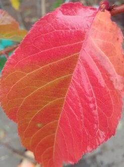 Zierkirsche `Kanzan´ Prunus Serrulata `Kanzan´ -Pflanzenladen Kanzan herbstf rbung