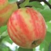 Karneval Ⓢ Malus Domestica `Karneval´ 1 Karneval Ⓢ Malus Domestica `Karneval´ -Pflanzenladen Karneval Apfel