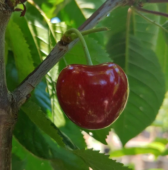 Säulenkirsche `Sylvia´ Prunus Avium `Sylvia´ 3 Säulenkirsche `Sylvia´ Prunus Avium `Sylvia´