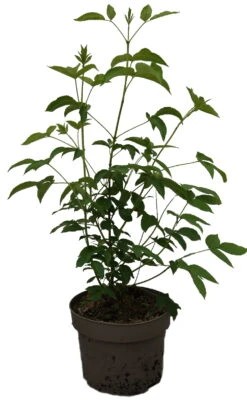 Kolchische Pimpernuss Staphylea Colchica -Pflanzenladen Kolchische Pimpernuss