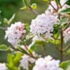 Koreanischer Duft-Schneeball Viburnum Carlesii 2 Koreanischer Duft-Schneeball Viburnum Carlesii -Pflanzenladen Korea Schneeball