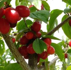 Großfrüchtige Kornelkirsche `Jolico´ Cornus Mas `Jolico´ 8 Großfrüchtige Kornelkirsche `Jolico´ Cornus Mas `Jolico´ -Pflanzenladen Kornelkirsche jolico