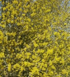 Großfrüchtige Kornelkirsche `Schönbrunner Gourmet Dirndl´ Cornus Mas `Schönbrunner Gourmetdirndl´ 9 Großfrüchtige Kornelkirsche `Schönbrunner Gourmet Dirndl´ Cornus Mas `Schönbrunner Gourmetdirndl´ -Pflanzenladen Kornelkirschen