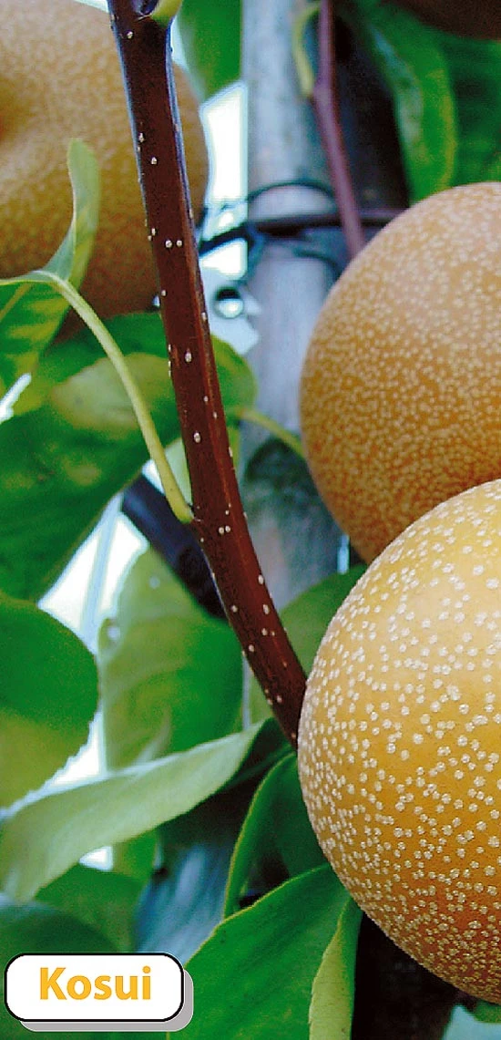 Nashi Kosui Pyrus Pyrifolia `Kosui´ 4 Nashi Kosui Pyrus Pyrifolia `Kosui´ – Bild 2