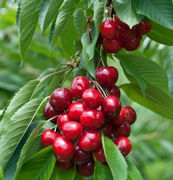 Lapins-selbstfruchtbar Prunus Avium `Lapins´ 3 Lapins-selbstfruchtbar Prunus Avium `Lapins´