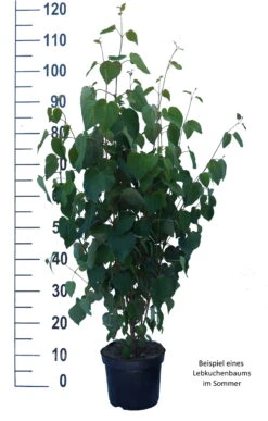 Lebkuchenbaum / Katsurabaum Cercidiphyllum Japonicum 13 Lebkuchenbaum / Katsurabaum Cercidiphyllum Japonicum -Pflanzenladen Lebkuchenbaum weiss