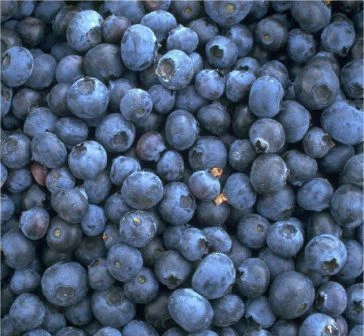 Heidelbeere - Reka Vaccinum Corymbosum `Reka´ 3 Heidelbeere - Reka Vaccinum Corymbosum `Reka´