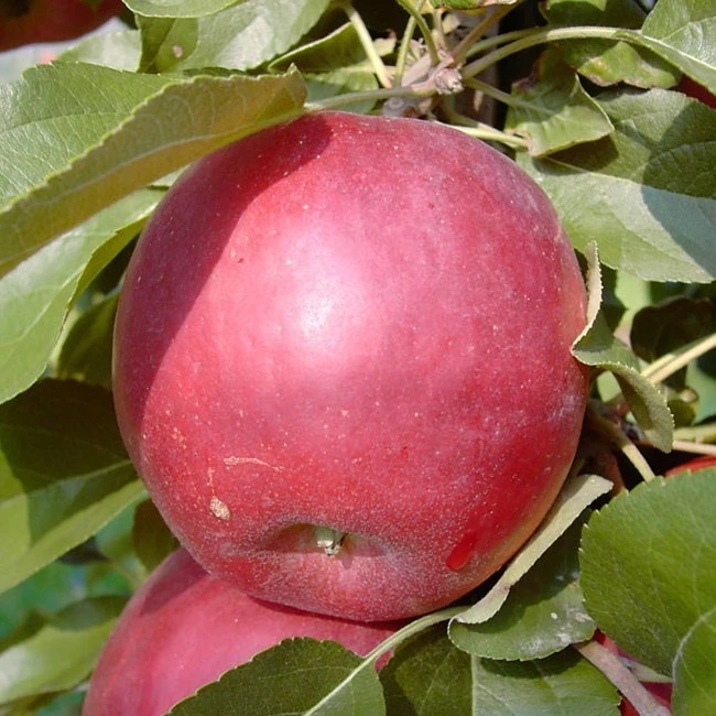 Liberty Malus Domestica `Liberty´ 4 Liberty Malus Domestica `Liberty´ – Bild 2