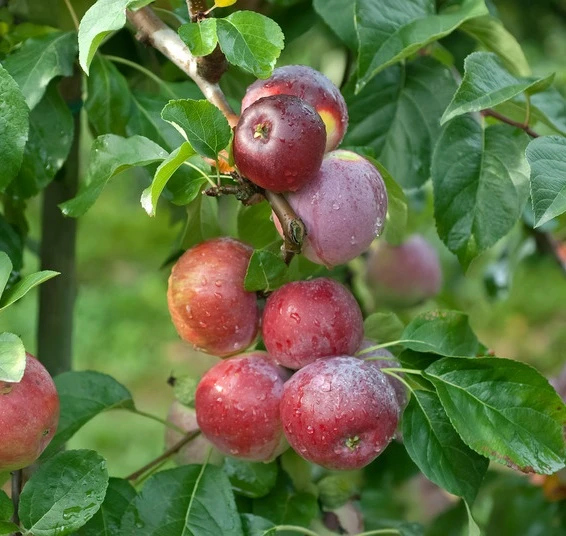 Liberty Malus Domestica `Liberty´ 3 Liberty Malus Domestica `Liberty´