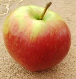 Ligol Malus Domestica `Ligol´