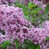 Zwerg-Duft-Flieder `Lillifee´® Syringa Meyeri `Lillifee´ 1 Zwerg-Duft-Flieder `Lillifee´® Syringa Meyeri `Lillifee´ -Pflanzenladen Lillifee Kordes Jungpflanzen