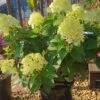 Rispenhortensie `Little Lime®´ Hydrangea Paniculata `Little Lime´ 1 Rispenhortensie `Little Lime®´ Hydrangea Paniculata `Little Lime´ -Pflanzenladen Limelight Hortensie