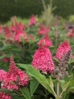 Schmetterlingsflieder Butterfly Candy® (versch. Farben) Buddleja Davidii 11 Schmetterlingsflieder Butterfly Candy® (versch. Farben) Buddleja Davidii -Pflanzenladen Little Ruby